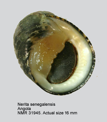 Nerita senegalensis (3).JPG - Nerita senegalensis Gmelin,1791